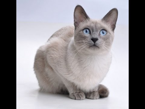 36 Top Photos Lilac Point Siamese Cat Personality / Purple Siamese Cat - British Shorthair