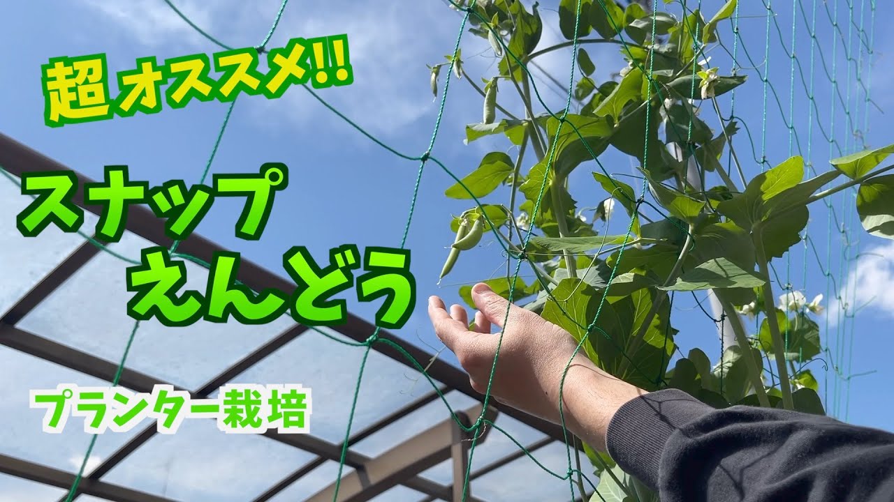 [Сад для рассады] Стручковый горох: от посева до сбора урожая