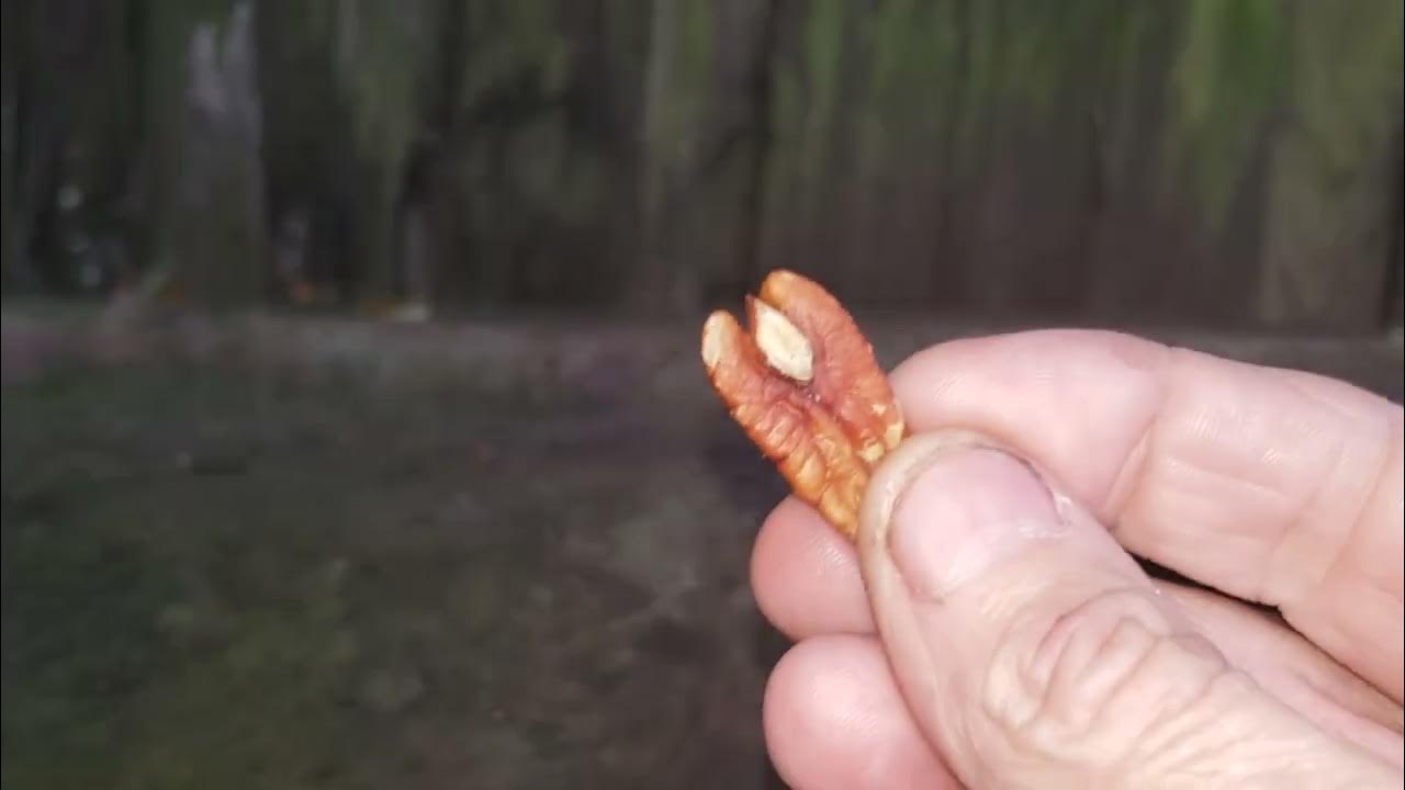 Squirrel "Lock Jaw" 800am Breakfast YouTube