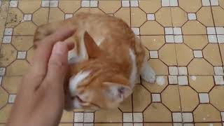 Kitten is happy to see me. The expression of the feral kitten when receiving love by Oops Meow 86 views 1 year ago 44 seconds
