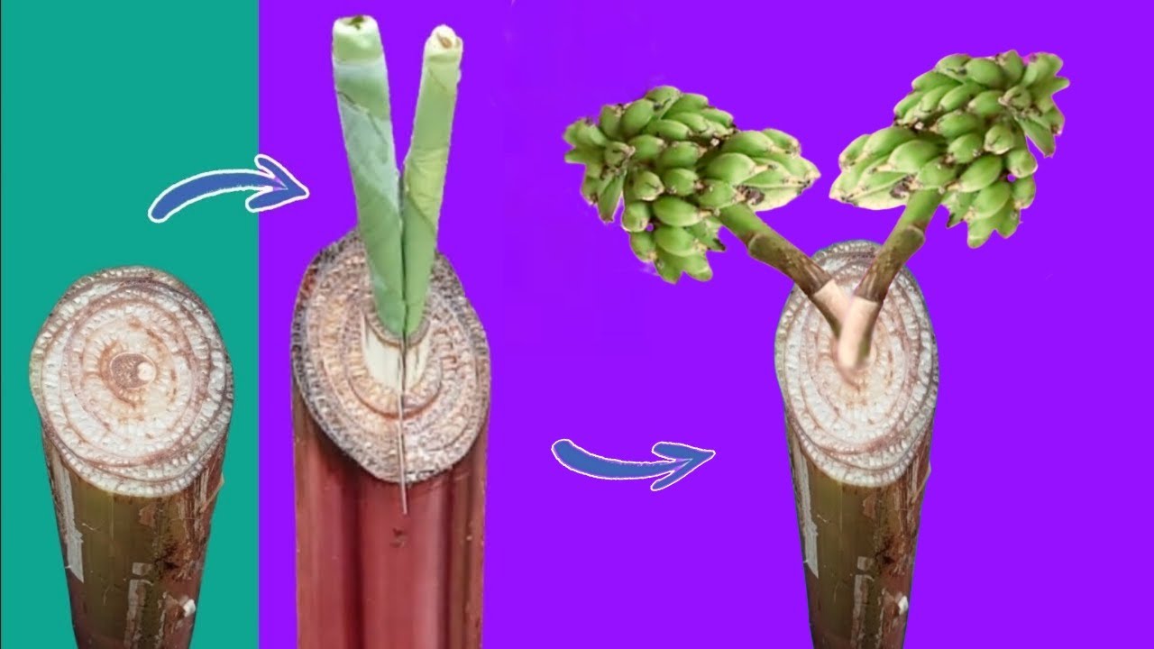 a-new-way-to-reproduce-banana-tree-buds-on-banana-plants-youtube