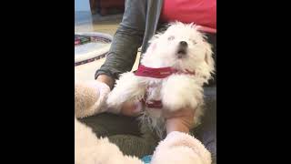 Puppy cries after vaccine