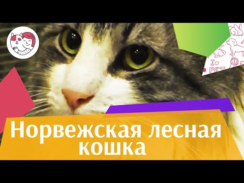 Норвежская лесная кошка. Особенности. Уход