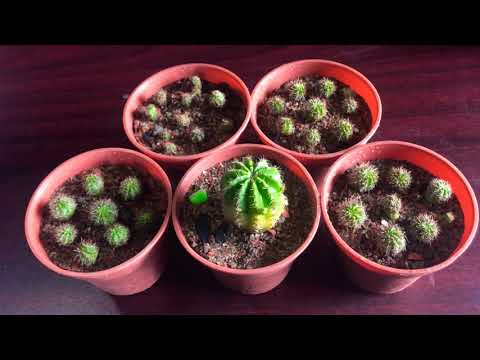 How To Propagate Cactus From Pups/Offsets || Echinopsis