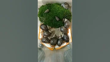 мои морковки🥕#улитки Правильное содержание Улиток Ахатин🥰