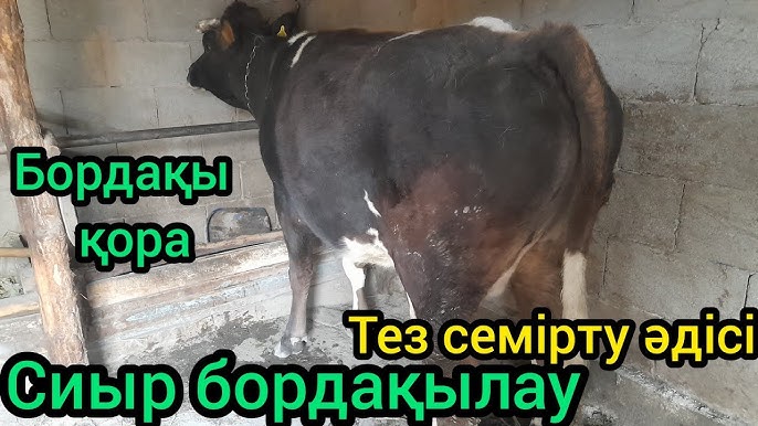 Хандсыз анальды оргазм туралы бейне