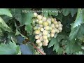 Сорта винограда 2018. Ланселот - практически идеальный сорт для ваших участков