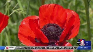 Mantua poppies now blooming — here's how the history of how they got to Utah State Flower Of Utah
