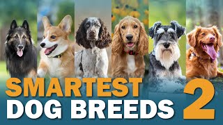 10 More Smartest Dog Breeds | CKC's Talkin' Dogs List Show by Continental Kennel Club, Inc. 363 views 1 year ago 7 minutes, 6 seconds