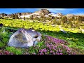 Winter mountain flowers (HD1080p)