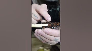 OBSIDIAN Atlatl Foreshaft Transition | Solving ANCIENT Problems #survival #stoneage #obsidian