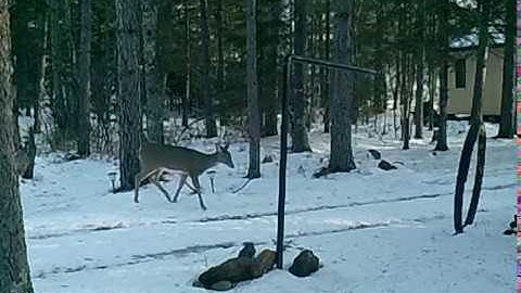 Stealth Cam Model - STC-G45NG