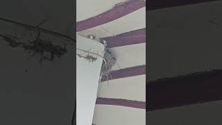 제비가족들 부모의 새끼사랑 #funny #birds #자연 #제비 #볼만한 #귀요미