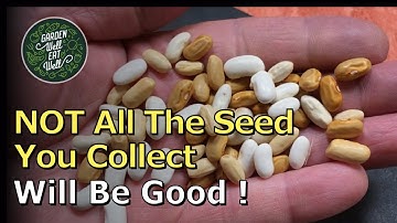 Saving Your BEAN SEED - How To Harvest, Dry And Store It - PLUS The Problems To Look Out For