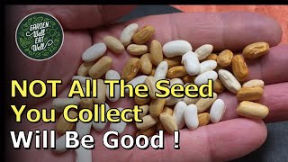 Saving Your BEAN SEED - How To Harvest, Dry And Store It - PLUS The Problems To Look Out For