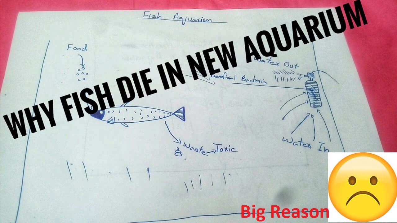 Why your fish dying in new aquarium Ap ki fish kun mar jati ha / MAK
