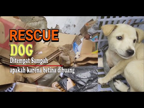 Video: Mama Dog Yang Kehilangan 2 Anak Anjingnya Mengadopsi Sampah Yatim Piatu 6