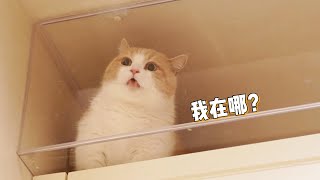 【喵来啦】搬家对猫来说意味着什么