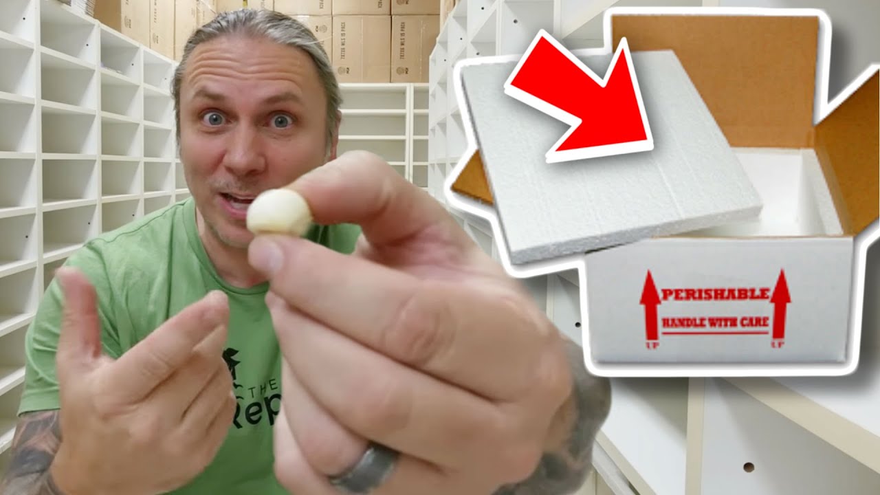 vlogs in spanish FOUND A MYSTERY LIZARD EGG IN A BOX WHILE UNBOXING SNAKES!! | BRIAN BARCZYK
