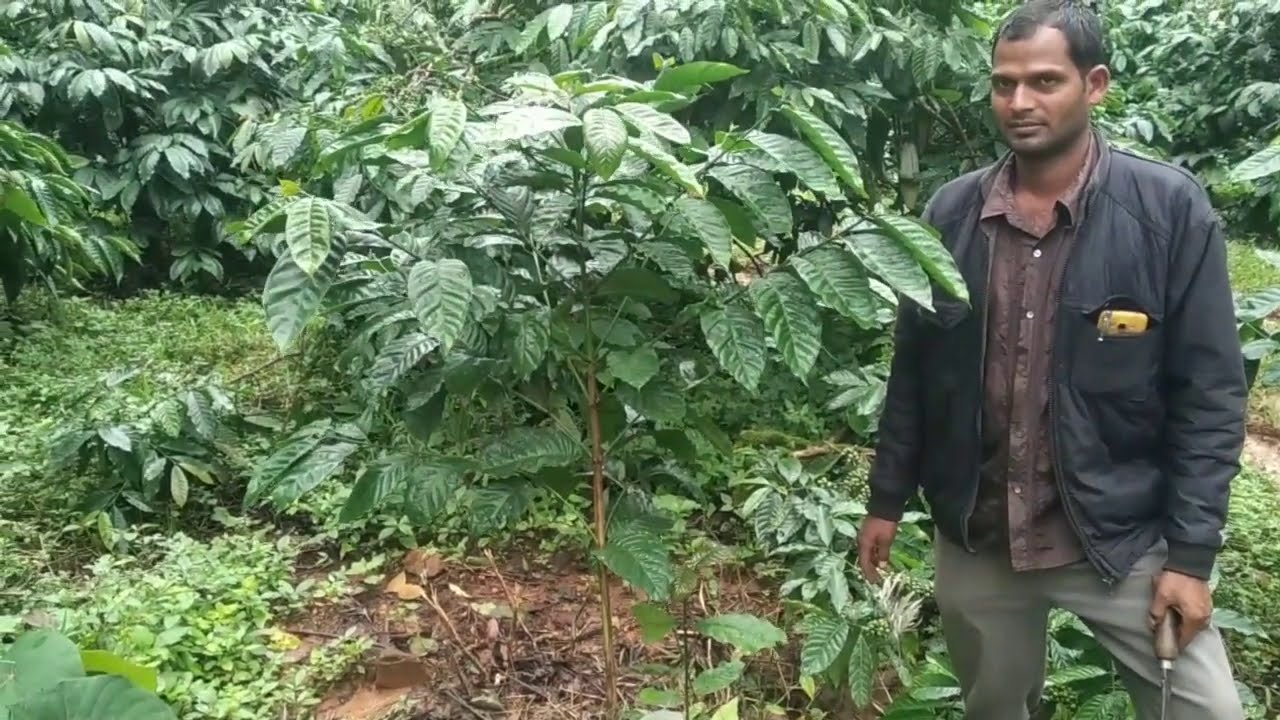 Collar pruning for quick crop