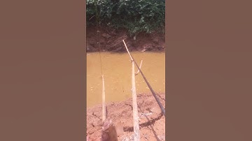 cá bóng tượng suối tự nhiên #shorts