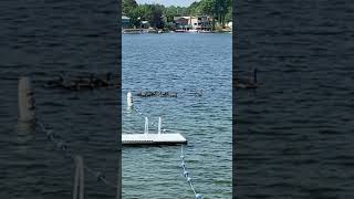 Geese battle the wind on the lake #LakeLife