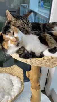 When Cats go on a Date - YouTube