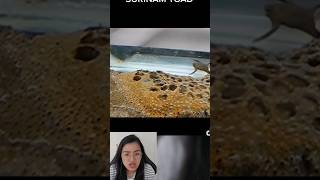 Watch If You Dare Frog That Lays Eggs On Its Back - Suriname Toad Tryphophobia Attack