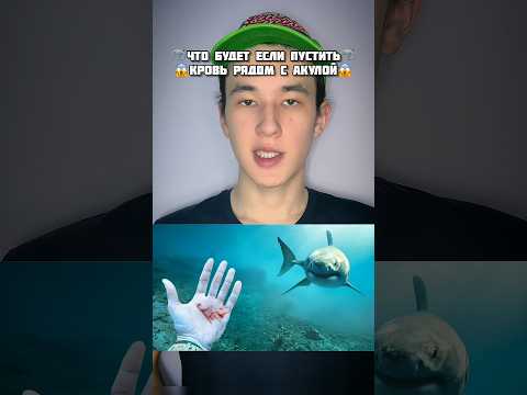 Видео: Хапе ли лопатоносните акули?