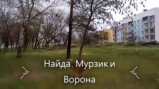 Найда,Мурзик и Ворона