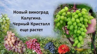 @Виноград Калугина  Виноград Черный Кристалл