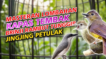 JINGJING PETULAK, KAPAS TEMBAK & BRINJI RAMBUT TUNGGIR MASTERAN BURUNG LOMBAHAN JUARA