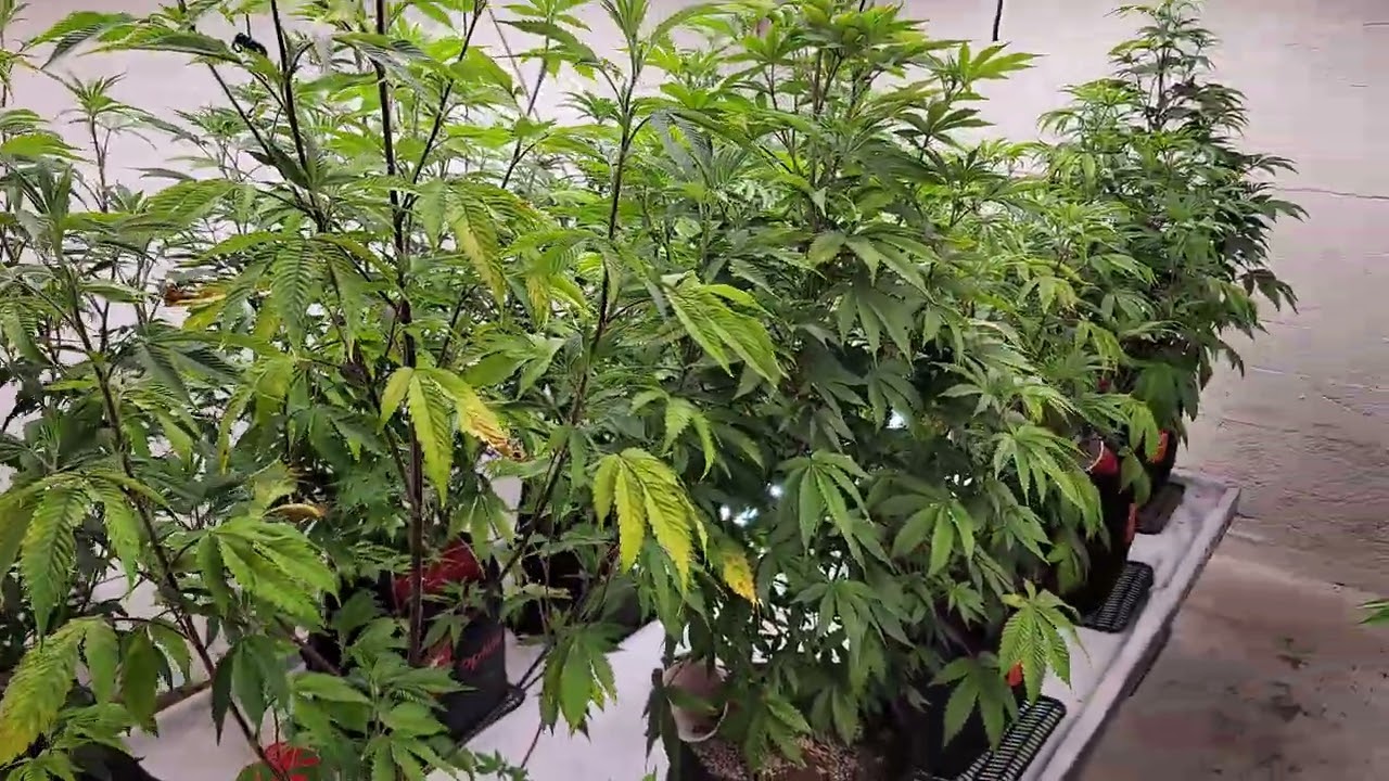 Garden documentary mini series