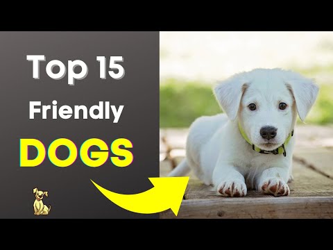 فيديو: 15 سلالات الكلاب ودية