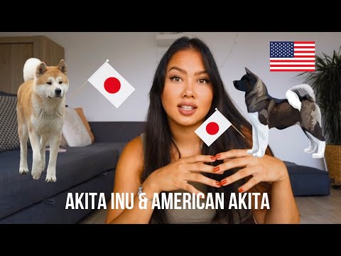 Vidéo: Choisir le meilleur supplément commun pour un Akita - 6 choses à savoir