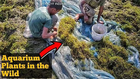 Aquarium Plants in the wild | Aquatic Plants India | CrazyF India