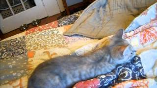 Mim playing with PJ