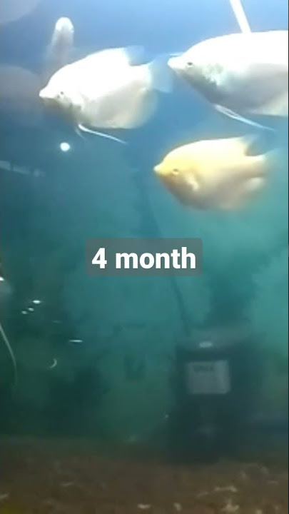 process growth gourami gurame gurami fish