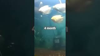 process growth gourami gurame gurami fish