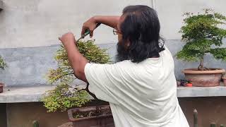 How to prune a honey locust and turn into a beautiful Bonsai.