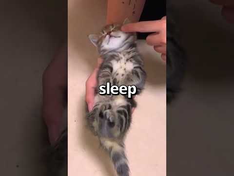 Video: 18 Spící kočky, kteří jsou příliš roztomilí, aby se probudili
