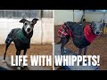 Life with Whippets