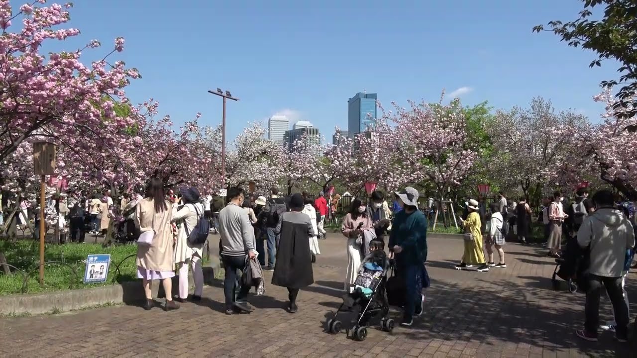 桜の通り抜け 造幣局の桜の通り抜け（大阪市北区） - お花見2025 - ウォーカー