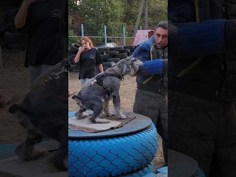 Маленький защитник! Миттельшнауцер атакует противника! Дрессировка собак. СТРАЖ Одесса Украина