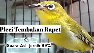 Masteran pleci dimalam hari / suara pleci tembakan rapet