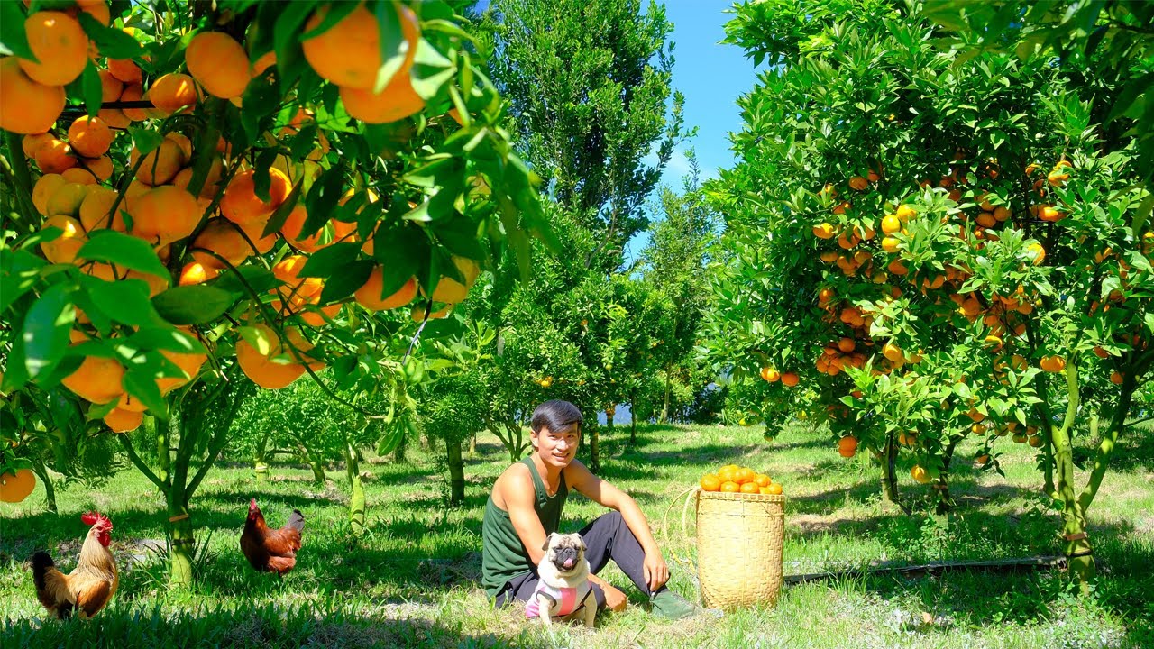 Harvesting Canh Orange To Sell At The Market And Storage - CEO Leaves The City To Build A Dream Farm