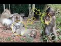 monkey protects baby, baby monkey playing with brother, baby monkey eati...
