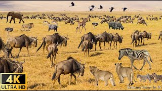 สัตว์ป่าแอฟริกา 4K: เขตอนุรักษ์แห่งชาติมาไซมารา | นักฆ่าไลออนคิง | สงครามนองเลือดในความภาคภูมิใจ #2