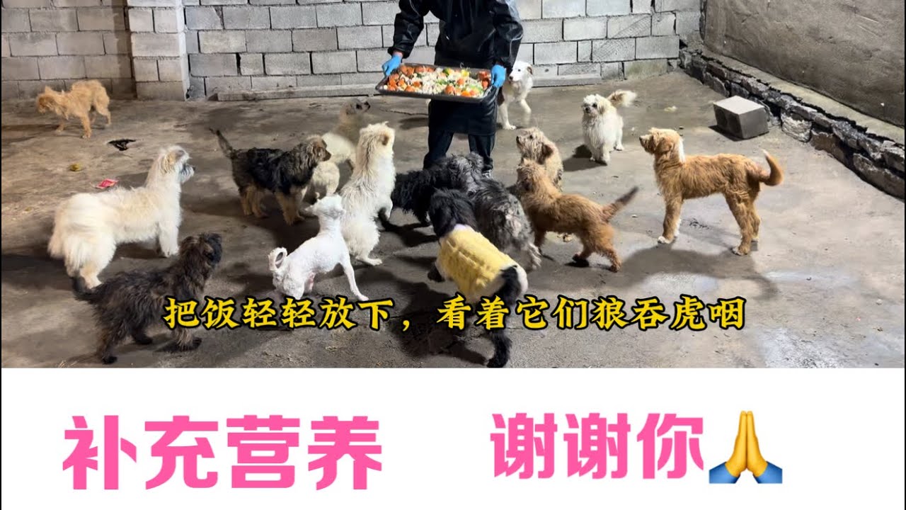 狗糧疫苗加餐開銷壓的喘不過去，基地物資面臨斷糧焦灼，救助背後太多心酸