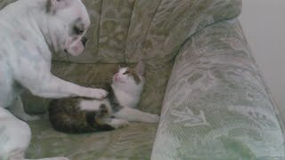 French Bulldog the cat whisperer fail :) by mbeslic 1,716 views 8 years ago 1 minute, 4 seconds